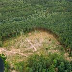 Aerial View Green Forest Deforestation Area Landscape. Top View Of Beautiful European Nature From High Attitude In Summer Season. Drone View. Bird's Eye View.
